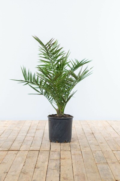 Dattier des Canaries / Phoenix Canariensis Arbuste 60-80 cm