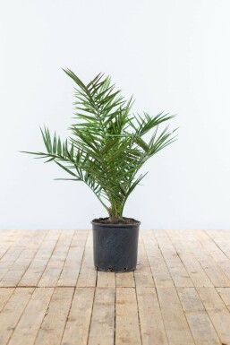 Phénix des Canaries Phoenix canariensis Arbuste 60-80 Pot