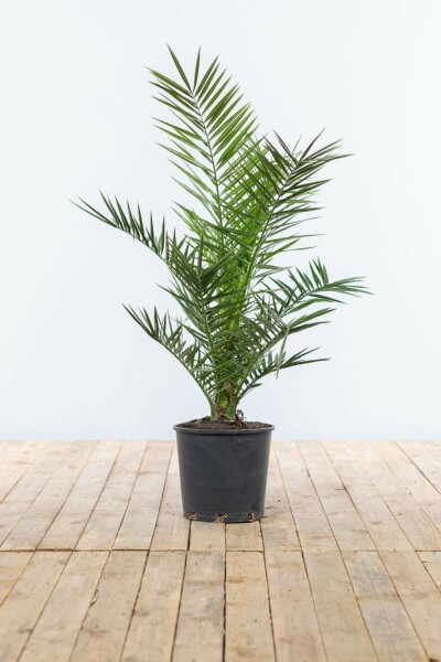 Dattier des Canaries / Phoenix Canariensis Arbuste 80-100 cm