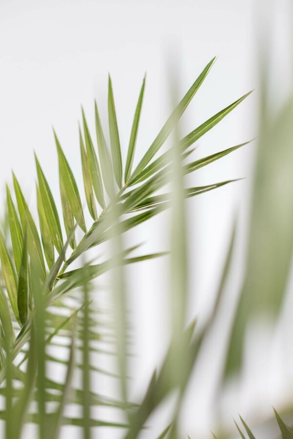 Phénix des Canaries Phoenix canariensis Arbuste 80-100 Pot Dattier des Canaries / Phoenix Canariensis Arbuste 80-100 cm