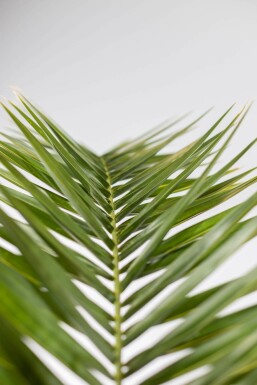 Dattier des Canaries / Phoenix Canariensis Arbuste 80-100 cm