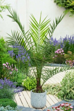 Dattier des Canaries / Phoenix Canariensis Arbuste 80-100 cm