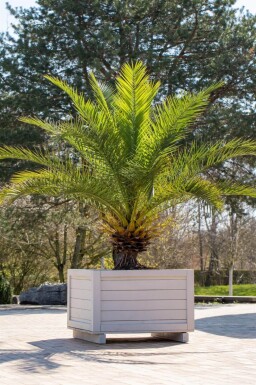Dattier des Canaries / Phoenix Canariensis Arbuste 80-100 cm