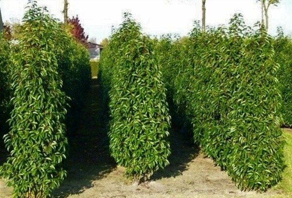 Prunier du Portugal Prunus lusitanica 'Angustifolia' Haie 60-80 Motte Laurier-cerise / Laurier Du Portugal Prunus Lusitanica Angustifolia 60-80 cm