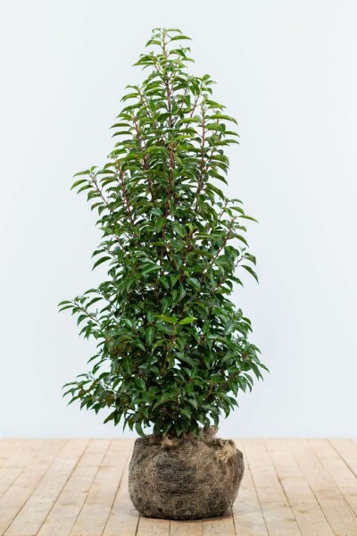Laurier-cerise / Laurier Du Portugal Prunus Lusitanica Angustifolia 100-125 cm