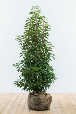 Laurier-cerise / Laurier Du Portugal Prunus Lusitanica Angustifolia 100-125 cm