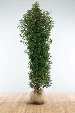 Prunier du Portugal Prunus lusitanica 'Angustifolia' Haie 200-225 Motte Laurier-cerise / Laurier Du Portugal Prunus Lusitanica Angustifolia 200-225 cm