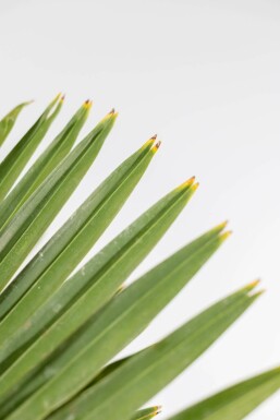 Palmier / Trachycarpus Fortunei Sur tige/stipe/tronc 225-250 cm