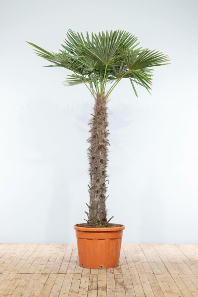 Palmier / Trachycarpus Fortunei Sur tige/stipe/tronc 225-250 cm