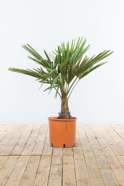 Palmier / Trachycarpus Fortunei Sur tige/stipe/tronc 80-100 cm