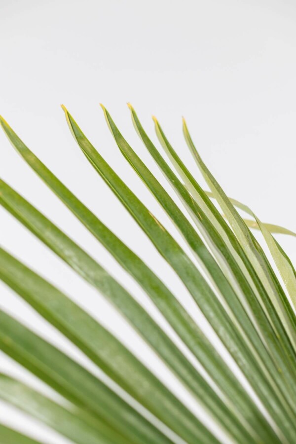 Trachycarpe de Fortune Trachycarpus fortunei Sur tige 15-20 80-100 Pot Palmier / Trachycarpus Fortunei Sur tige/stipe/tronc 80-100 cm