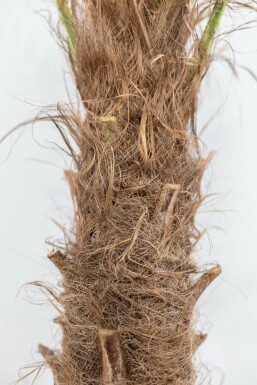 Trachycarpe de Fortune Trachycarpus fortunei Sur tige 15-20 80-100 Pot Palmier / Trachycarpus Fortunei Sur tige/stipe/tronc 80-100 cm