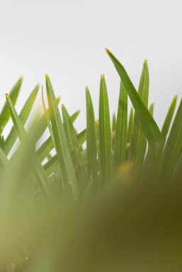 Trachycarpe de Fortune Trachycarpus fortunei Sur tige 15-20 80-100 Pot Palmier / Trachycarpus Fortunei Sur tige/stipe/tronc 80-100 cm