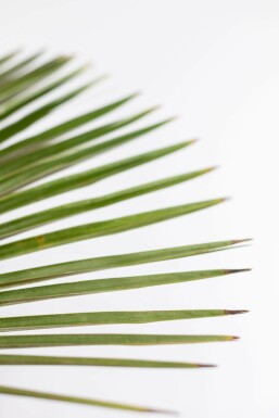 Trachycarpe de Fortune Trachycarpus fortunei Sur tige 15-20 80-100 Pot Palmier / Trachycarpus Fortunei Sur tige/stipe/tronc 80-100 cm