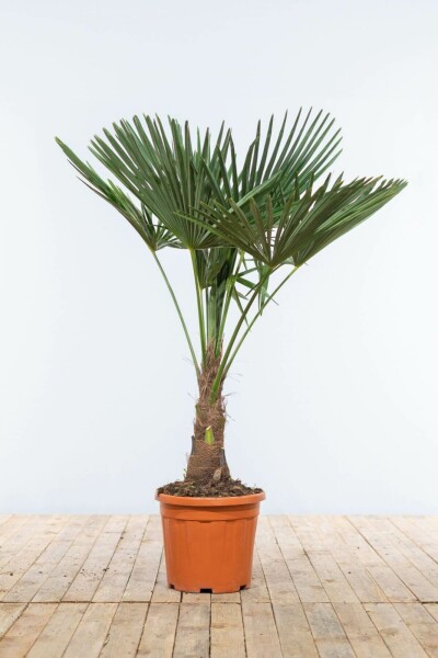 Palmier / Trachycarpus Fortunei Sur tige/stipe/tronc 100-125 cm