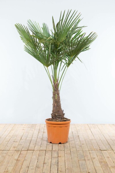 Palmier / Trachycarpus Fortunei Sur tige/stipe/tronc 150-175 cm