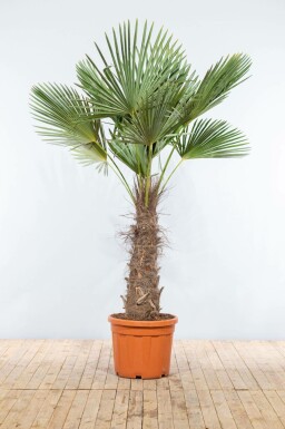 Palmier / Trachycarpus Fortunei Sur tige/stipe/tronc