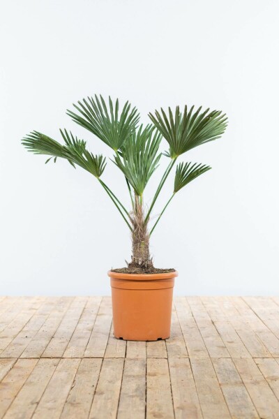 Palmier / Trachycarpus Wagnerianus Sur tige/stipe/tronc 80-100 cm