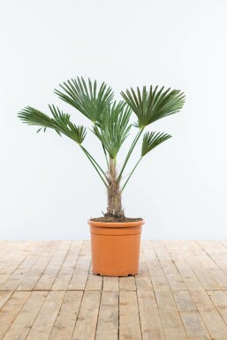 Palmier / Trachycarpus Wagnerianus Sur tige/stipe/tronc