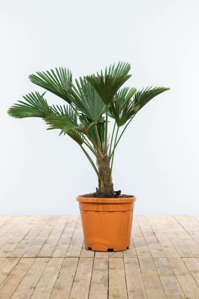 Palmier miniature de Chusan Trachycarpus wagnerianus Sur tige 20-30 80-100 Pot Palmier / Trachycarpus Wagnerianus Sur tige/stipe/tronc 80-100 cm
