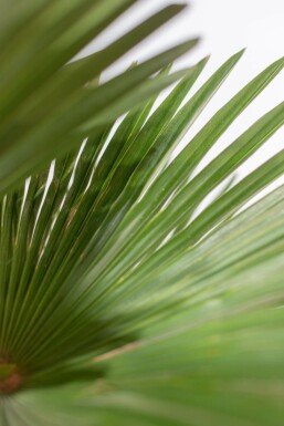 Palmier miniature de Chusan Trachycarpus wagnerianus Sur tige 20-30 80-100 Pot