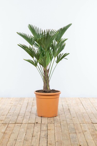 Palmier / Trachycarpus Wagnerianus Sur tige/stipe/tronc 100-125 cm