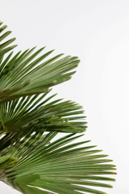 Palmier / Trachycarpus Wagnerianus Sur tige/stipe/tronc 100-125 cm