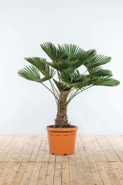 Palmier / Trachycarpus Wagnerianus Sur tige/stipe/tronc 100-125 cm