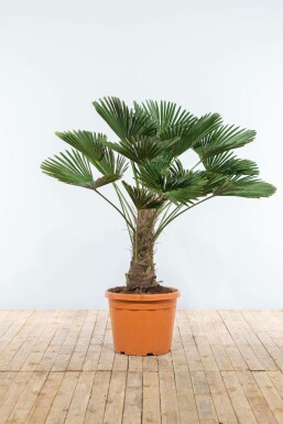 Palmier miniature de Chusan Trachycarpus wagnerianus Sur tige 50-60 125-150 Pot