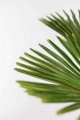 Palmier miniature de Chusan Trachycarpus wagnerianus Sur tige 50-60 125-150 Pot Palmier / Trachycarpus Wagnerianus Sur tige/stipe/tronc 125-150 cm