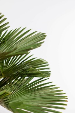 Palmier miniature de Chusan Trachycarpus wagnerianus Sur tige 80-100 175-200 Pot