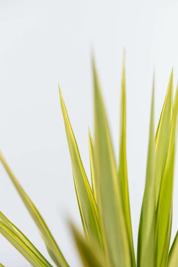 Palmier / Yucca Elephantipes Jewel Arbuste 40-60 cm