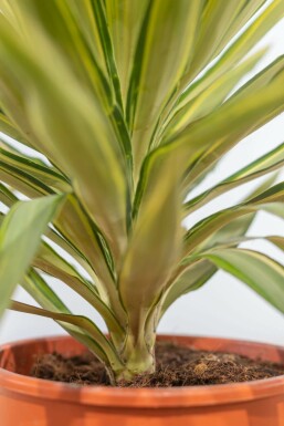 Yucca pied-d’éléphant Yucca elephantipes 'Jewel' Arbuste 60-80 Pot Palmier / Yucca Elephantipes Jewel Arbuste 60-80 cm