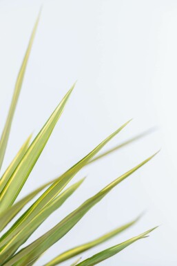 Yucca pied-d’éléphant Yucca elephantipes 'Jewel' Arbuste 60-80 Pot Palmier / Yucca Elephantipes Jewel Arbuste 60-80 cm