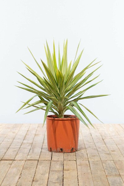 Palmier / Yucca Elephantipes Jewel Arbuste 80-100 cm