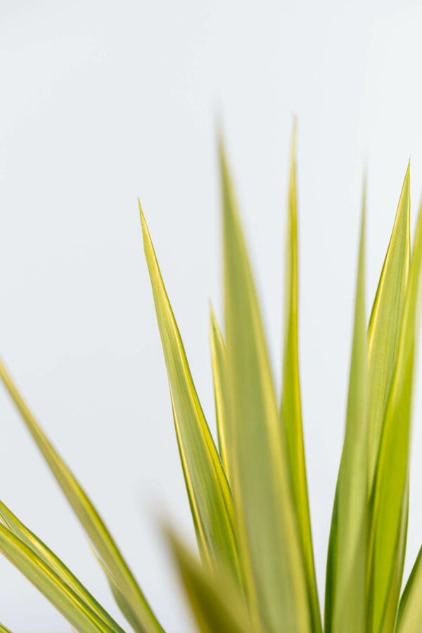 Yucca pied-d’éléphant Yucca elephantipes 'Jewel' Arbuste 80-100 Pot Palmier / Yucca Elephantipes Jewel Arbuste 80-100 cm