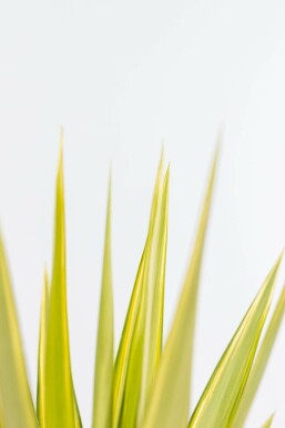 Yucca pied-d’éléphant Yucca elephantipes 'Jewel' Arbuste 80-100 Pot Palmier / Yucca Elephantipes Jewel Arbuste 80-100 cm