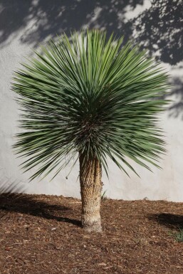Yucca rostré Yucca rostrata Sur tige 30-40 125-150 Pot Palmier / Yucca Rostrata Sur tige/stipe/tronc 125-150 cm