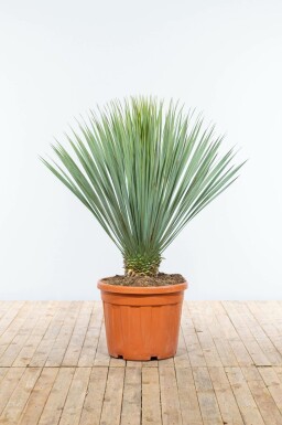 Yucca rostré Yucca rostrata Sur tige 60-80 150-175 Pot