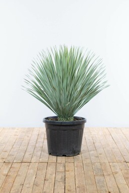 Palmier / Yucca Rostrata Arbuste 100-125 cm
