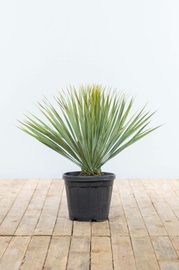 Palmier / Yucca Rostrata Arbuste 40-60 cm