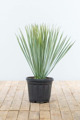 Palmier / Yucca Rostrata Arbuste 60-80 cm