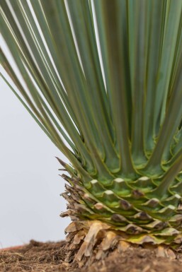 Palmier / Yucca Rostrata Arbuste 60-80 cm