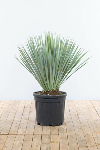Palmier / Yucca Rostrata Arbuste 80-100 cm