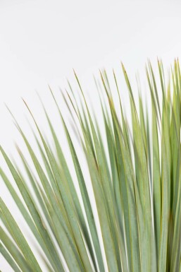 Palmier / Yucca Rostrata Arbuste 80-100 cm