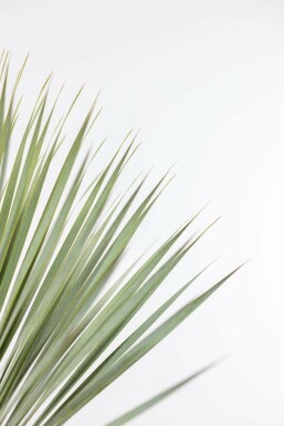 Palmier / Yucca Rostrata Arbuste 80-100 cm