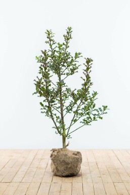 Houx commun Ilex aquifolium Haie 80-100 Motte Ilex Aquifolium / Houx Commun 80-100 cm