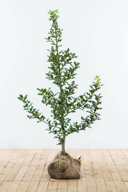 Houx commun Ilex aquifolium Haie 125-150 Motte