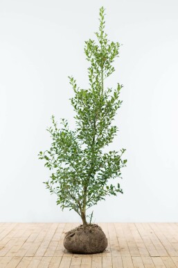Houx commun Ilex aquifolium Haie 150-175 Motte Ilex Aquifolium / Houx Commun 150-175 cm