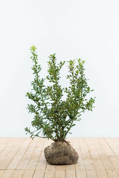 Houx / Ilex Aquifolium Alaska 60-80 cm